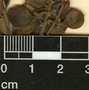 Paullinia costaricensis Radlk., Honduras, P. C. Standley 56484, F